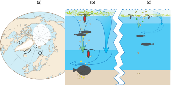 Cascade of tipping elements in the Arctic and subpolar North Atlantic ecosystem (ECOTIP concept)